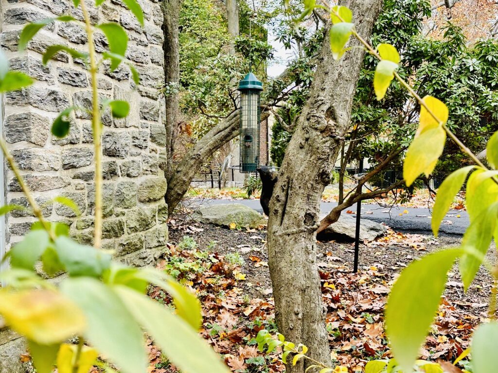 Photo of wooded area outside at Fieldston Upper.