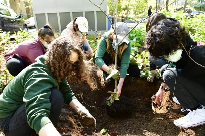 Tree planting 1