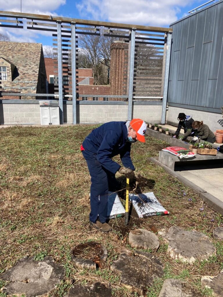 middle school green roof 2