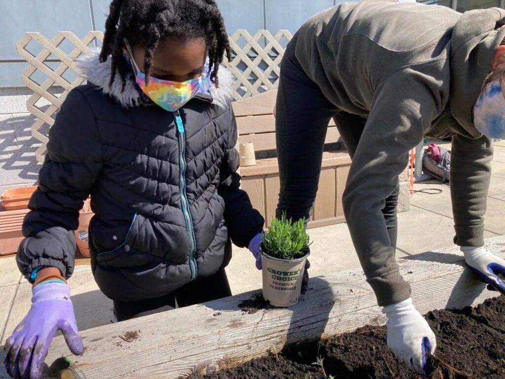 middle school green roof 3